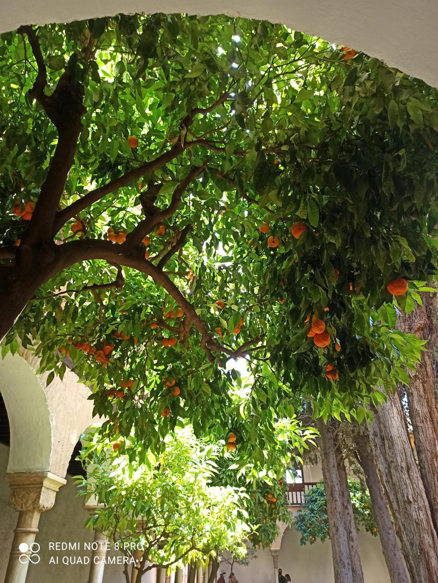 Villa Susana تورّيفيِخا المظهر الخارجي الصورة